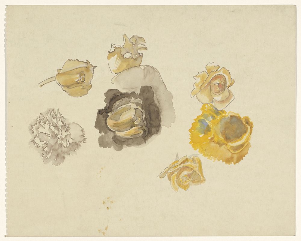 Studies van bloemen in geel (1874 - 1945) by Carel Adolph Lion Cachet