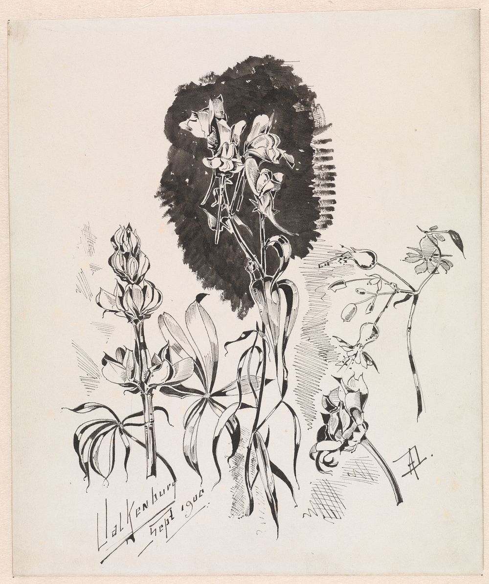 Plantenstudie (1900) by A G Dake
