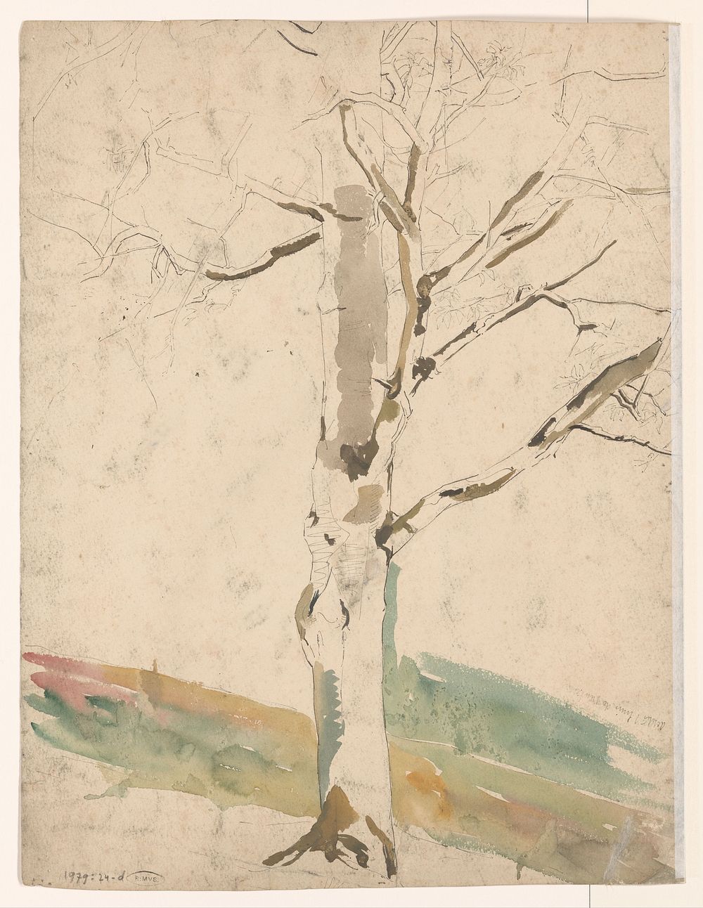 Studie van een boom (1904) by Coba Steenhoff