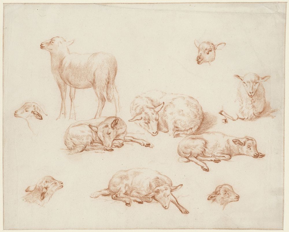 Studieblad met schapen (1824 - 1859) by Pieter Jan Guise