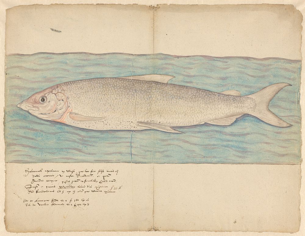 Houting (Coregonus oxyrinchus) (1584) by anonymous