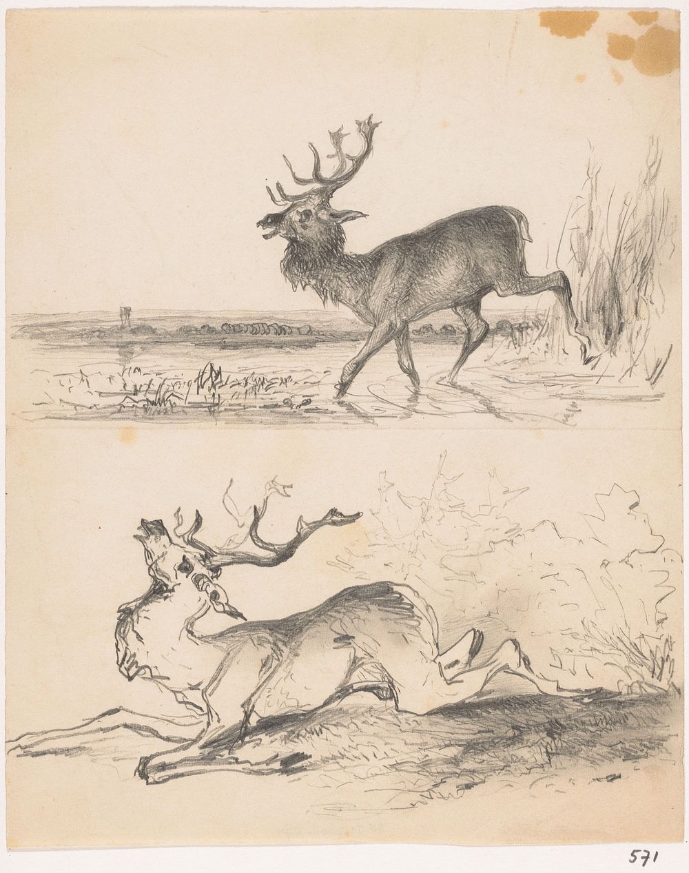 Twee studies van herten (1840 - 1880) by Johannes Tavenraat