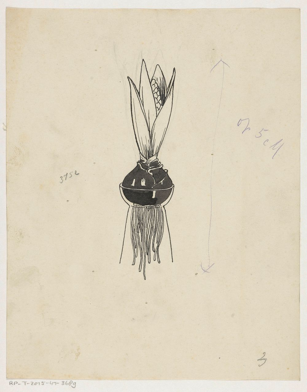 Hyacint met bol en wortels (c. 1880 - c. 1930) by anonymous