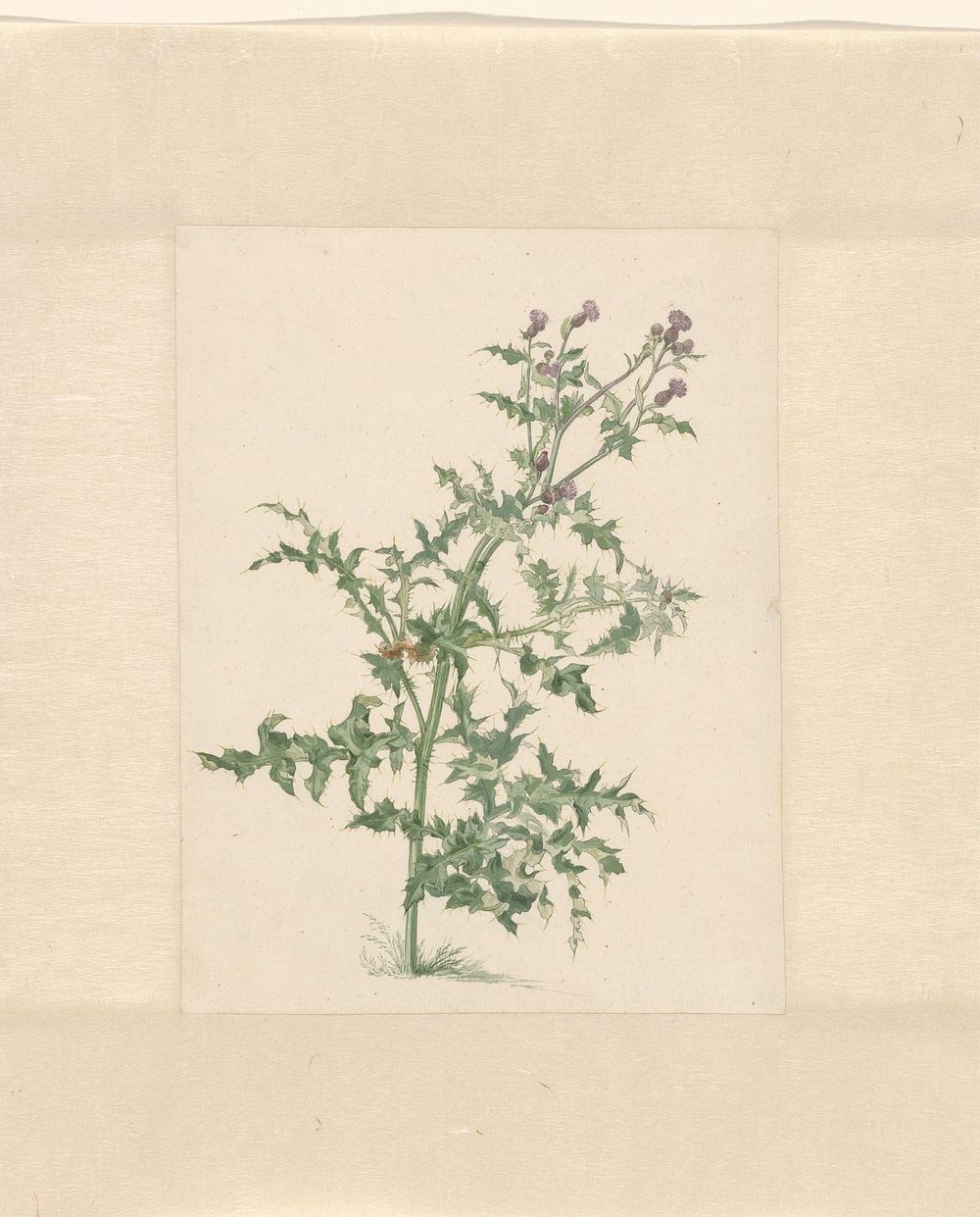 Bloeiende plant (1748 - 1824) by Jacob van Eynden II