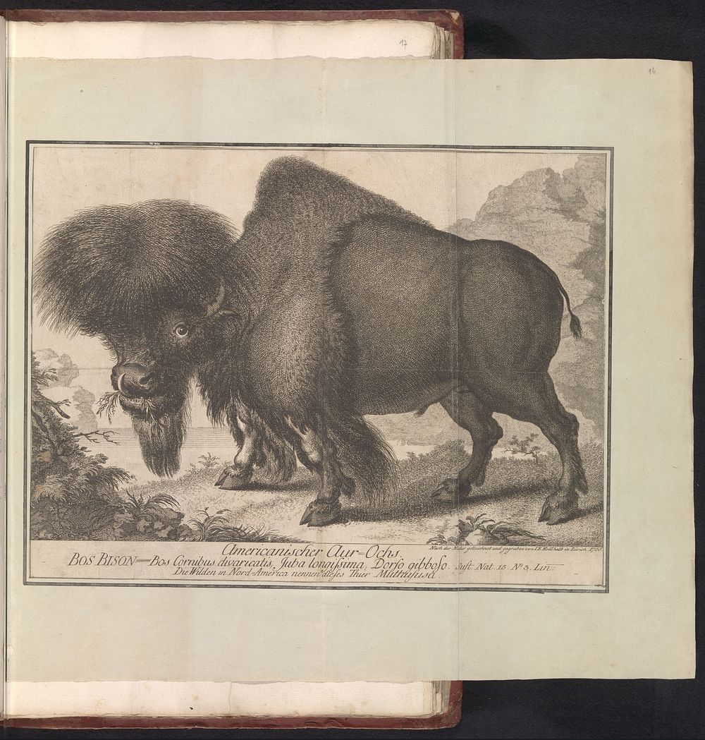 Amerikaanse bizon (Bison bison) (1768) by Johann Rudolph Holzhalb and Johann Rudolph Holzhalb
