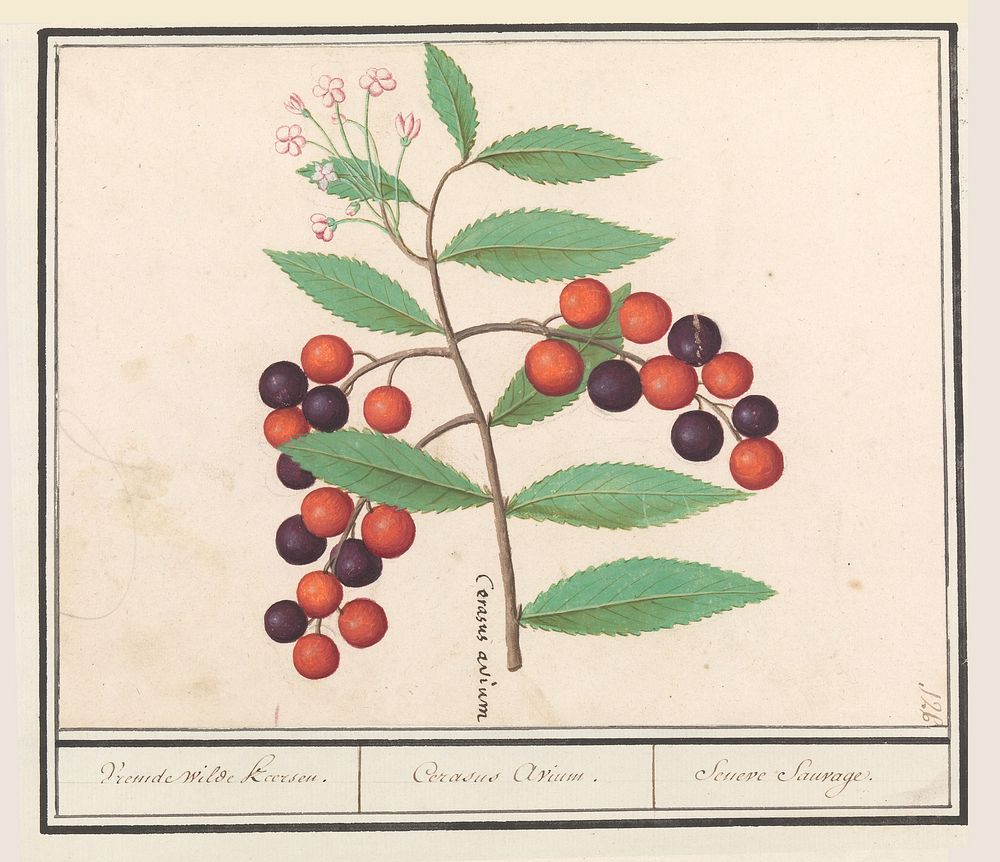Amerikaanse vogelkers (Prunus serotina) (1596 - 1610) by Anselmus Boëtius de Boodt and Elias Verhulst