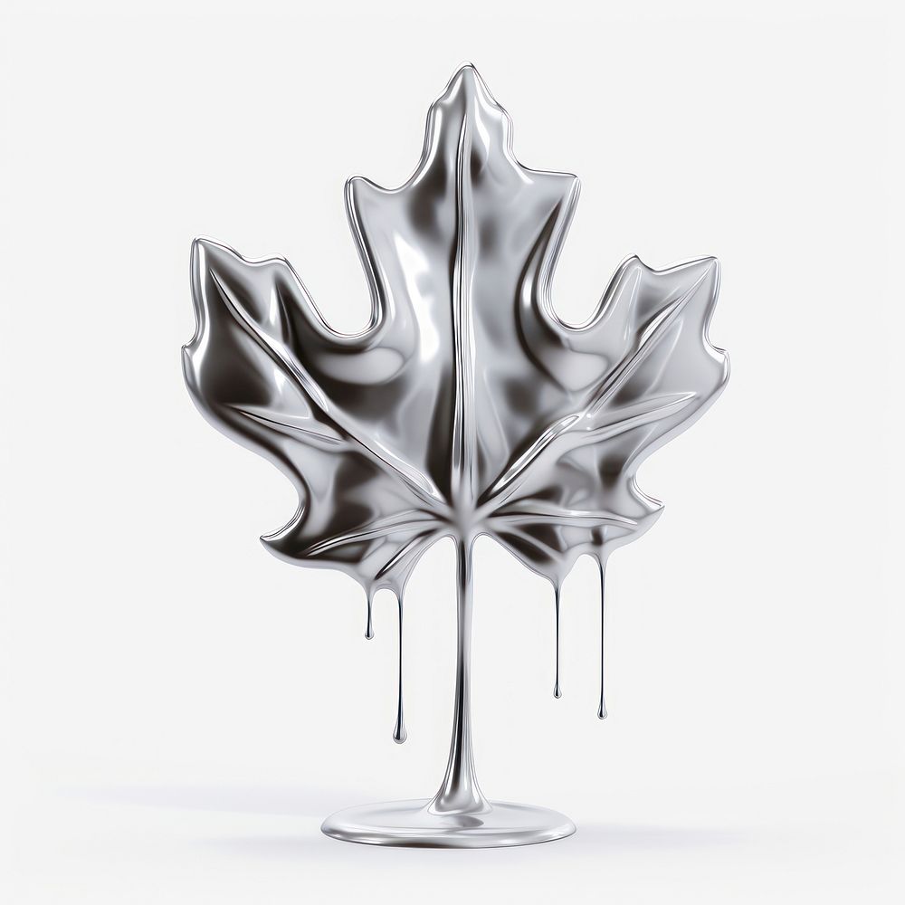 Dripping maple leaf silver plant white background.