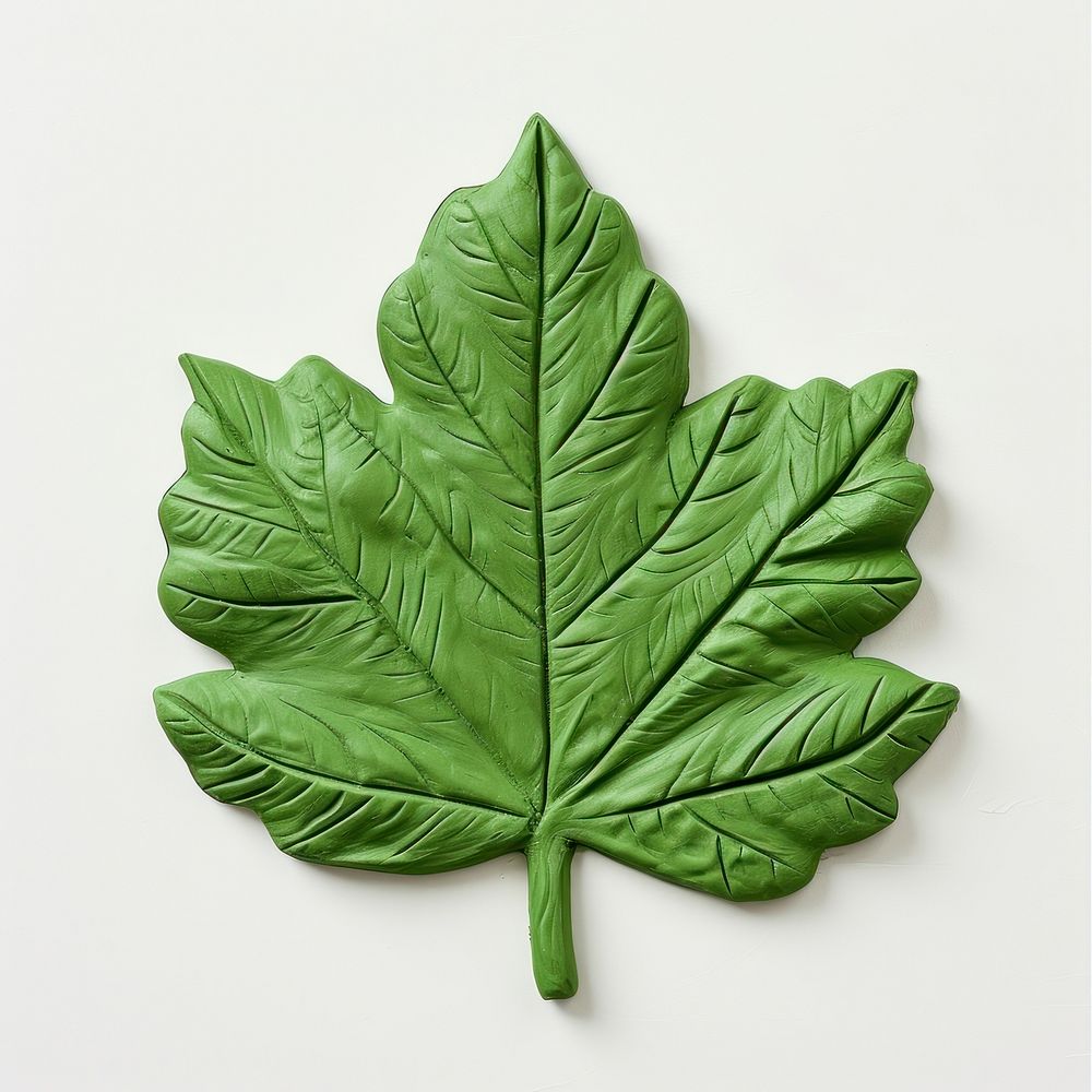 Plasticine of leaf plant tree vegetable.