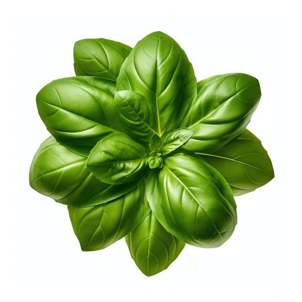 Genovese basil leaf vegetable spinach.
