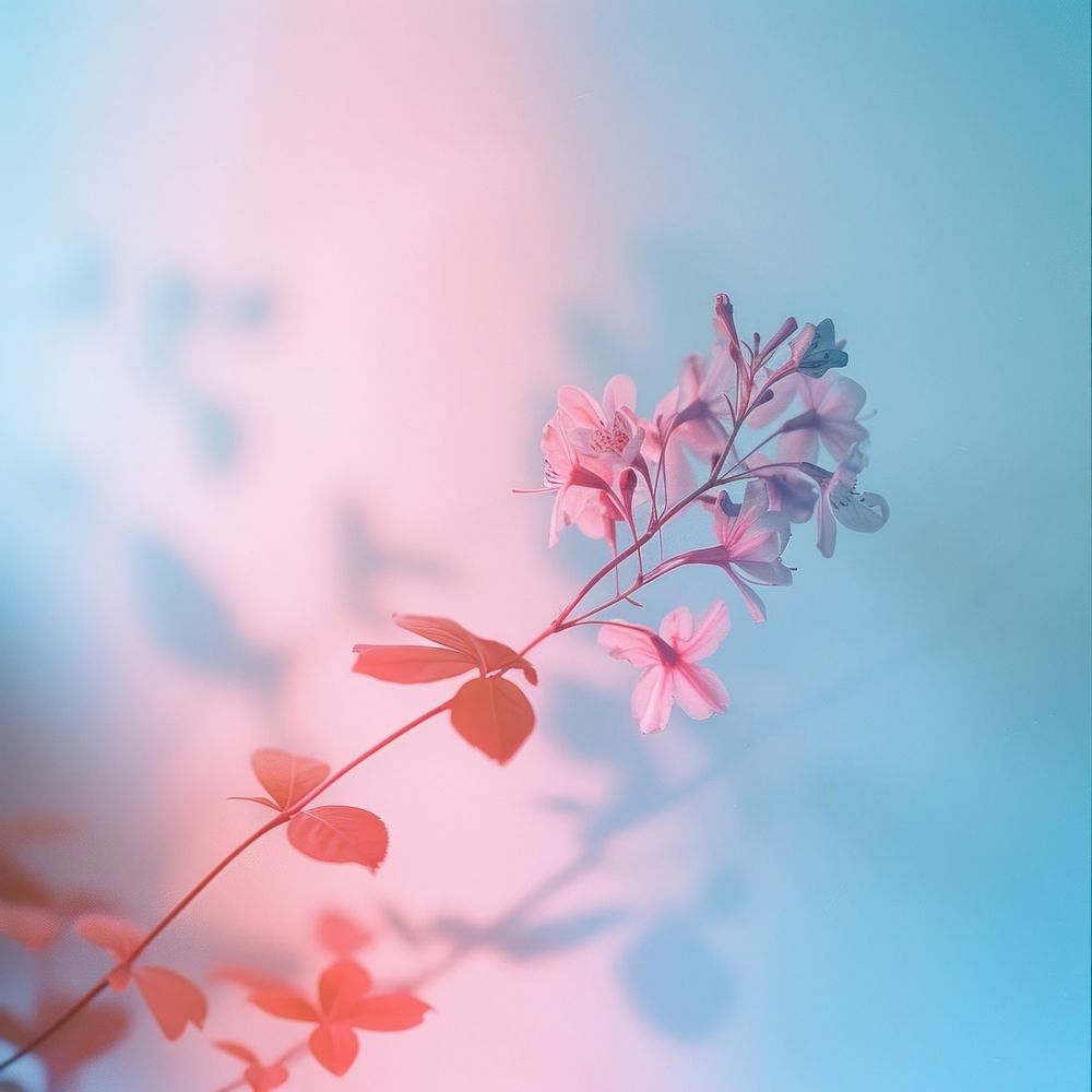 Blurred flower blossom nature plant.