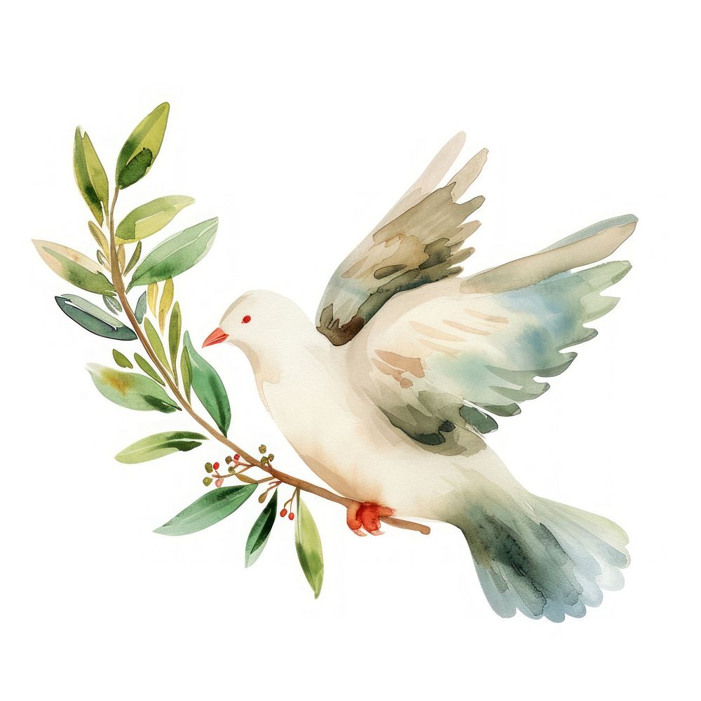 Human rights concept animal bird dove.