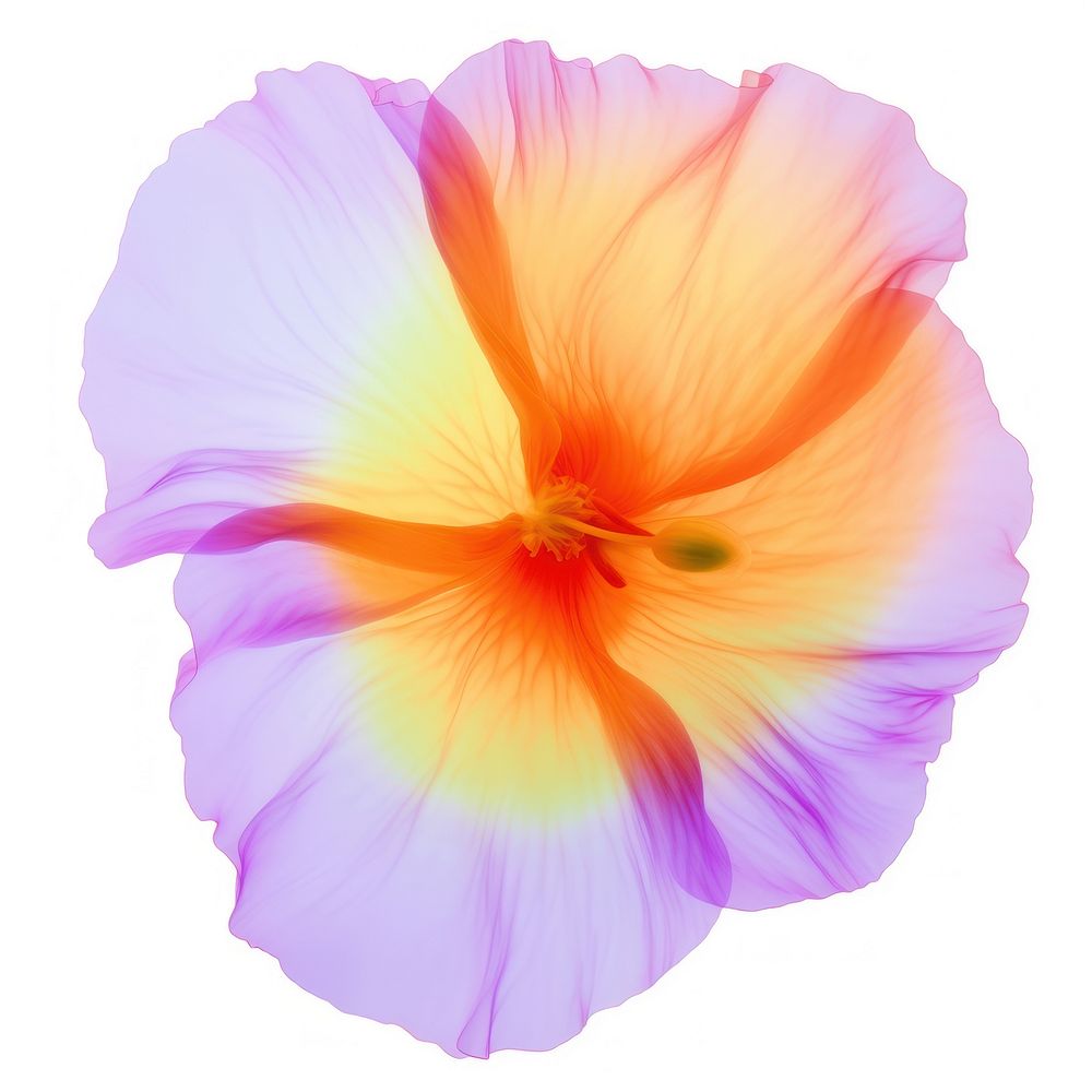 Holography poppy flower hibiscus petal plant.