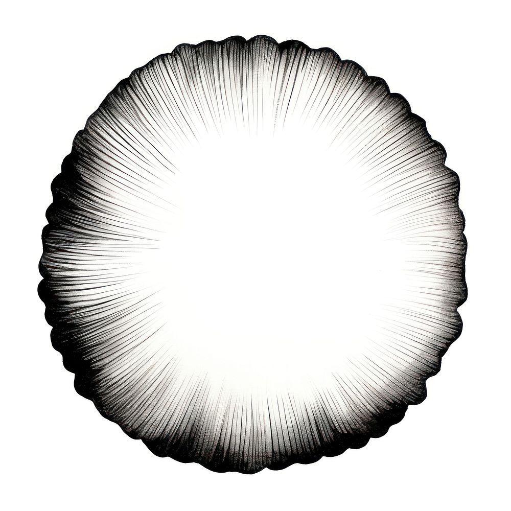 Stroke outline shells frame circle white white background.