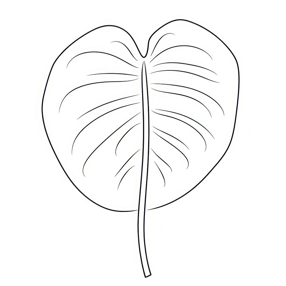 Monstera leaf sketch drawing doodle.