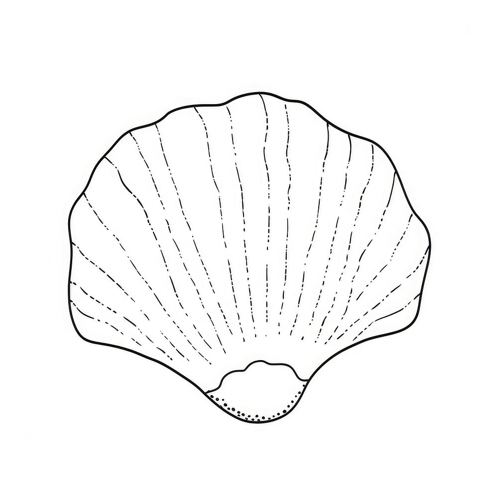 Shell sketch clam invertebrate.
