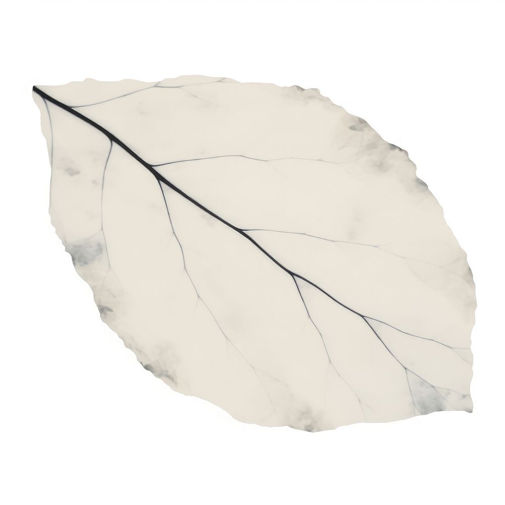 Black leaf shape marble distort shape plant paper white.