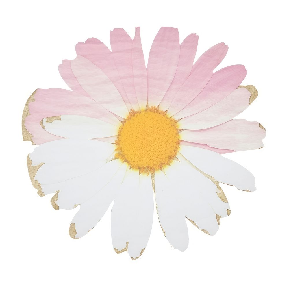 Daisy marble distort shape blossom flower petal.