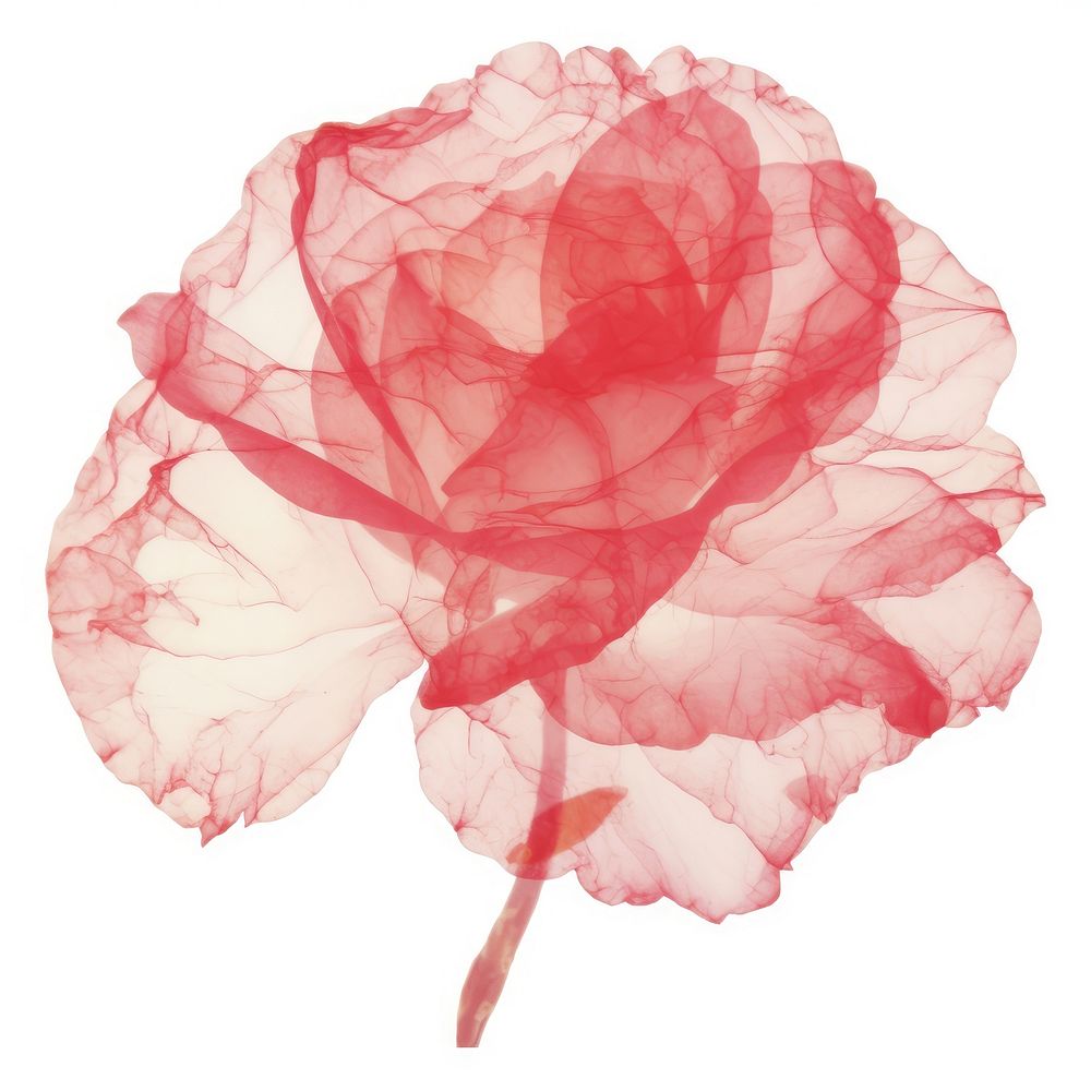 Red rose marble distort shape flower petal plant.