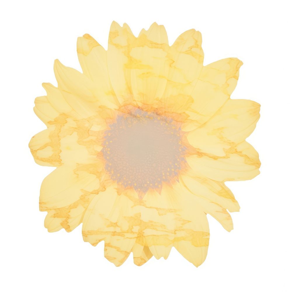 Sunflower shape marble distort shape petal plant white background.