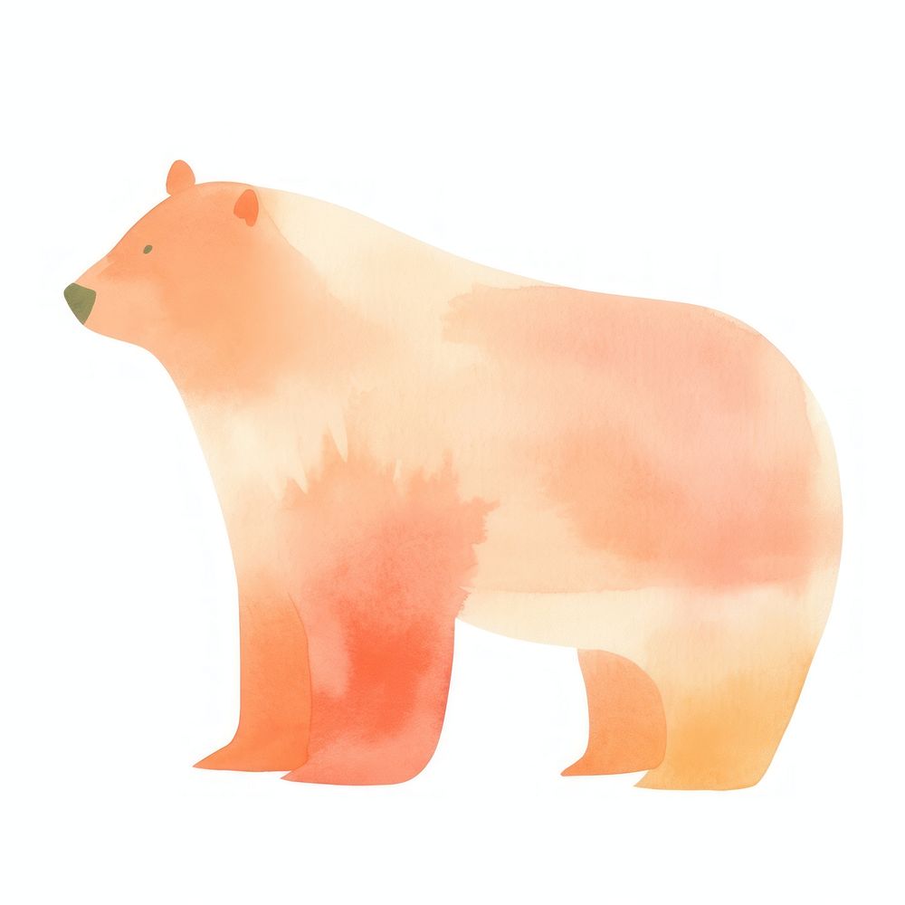 Bear bear mammal animal.