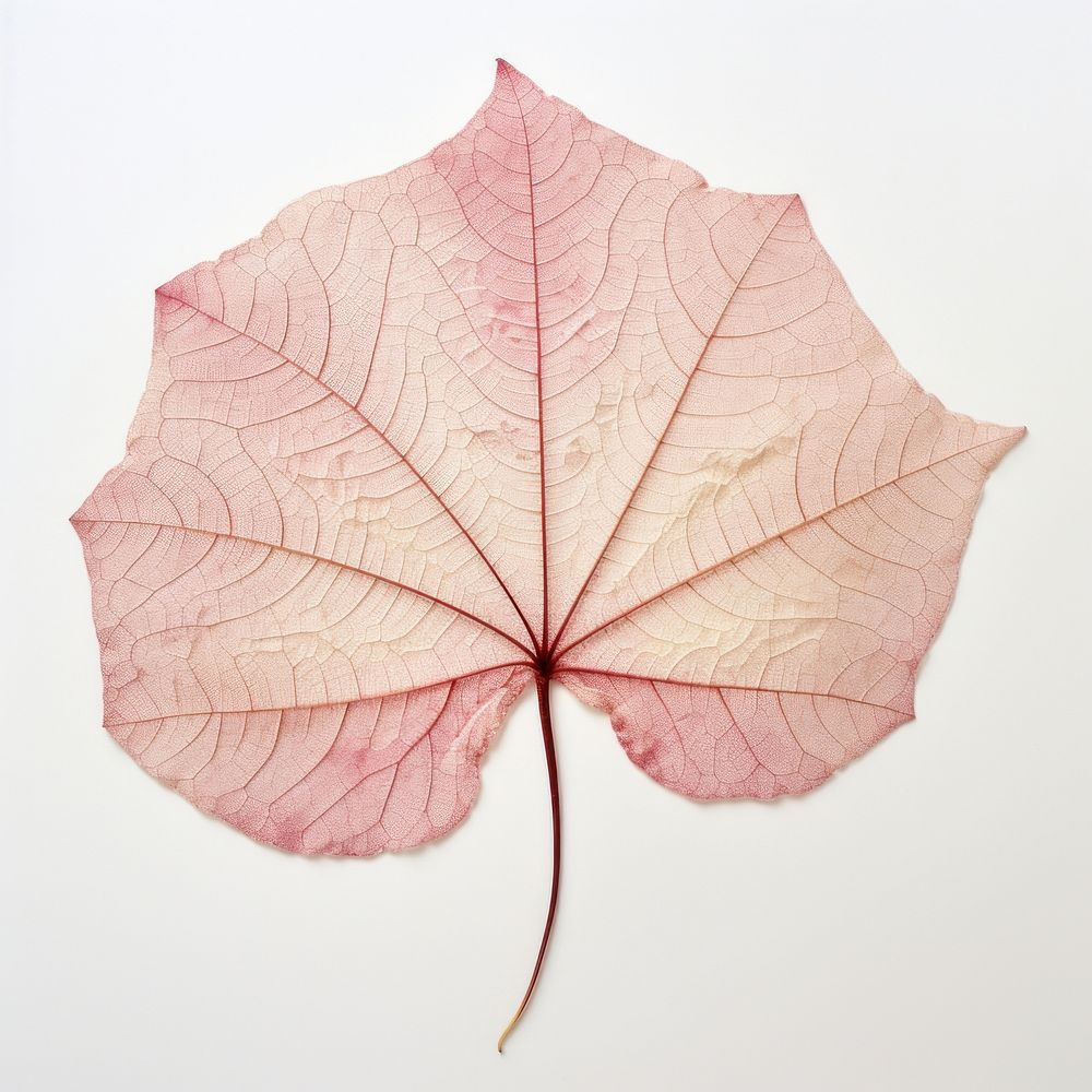  Real pressed caladium leaf plant tree red. AI generated Image by rawpixel.