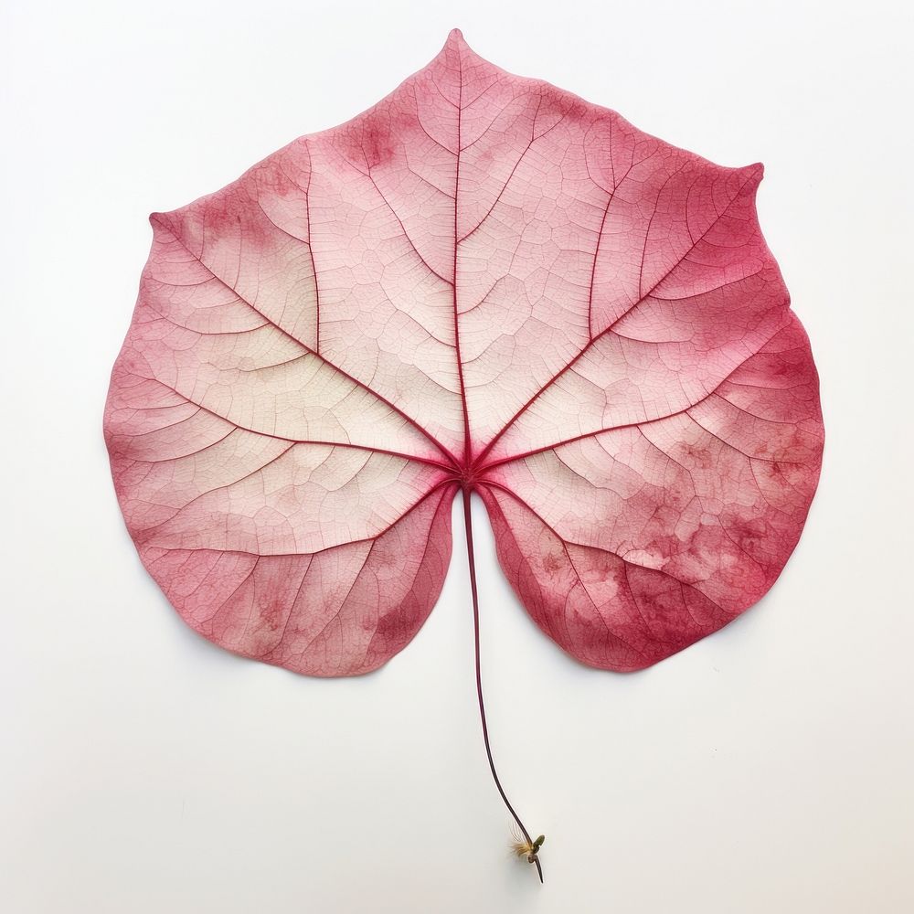 Real pressed caladium leaf plant petal red. AI generated Image by rawpixel.
