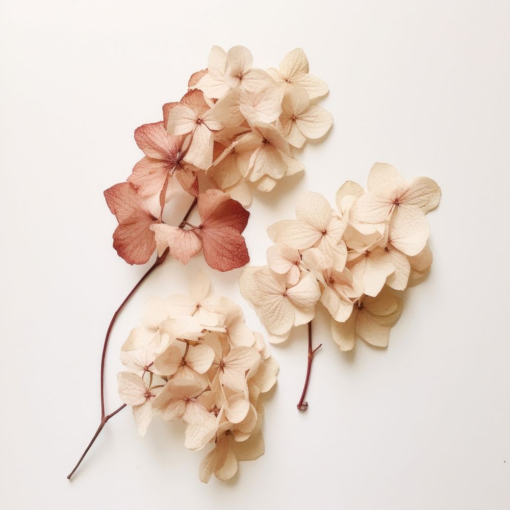  Real pressed hortensia flowers petal plant leaf. AI generated Image by rawpixel.