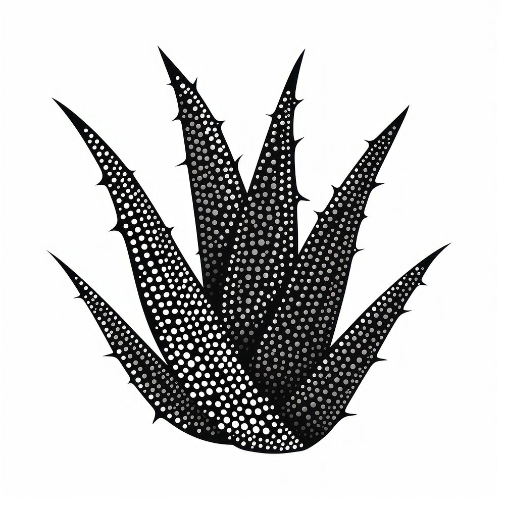 Aloe vera plant black white background.