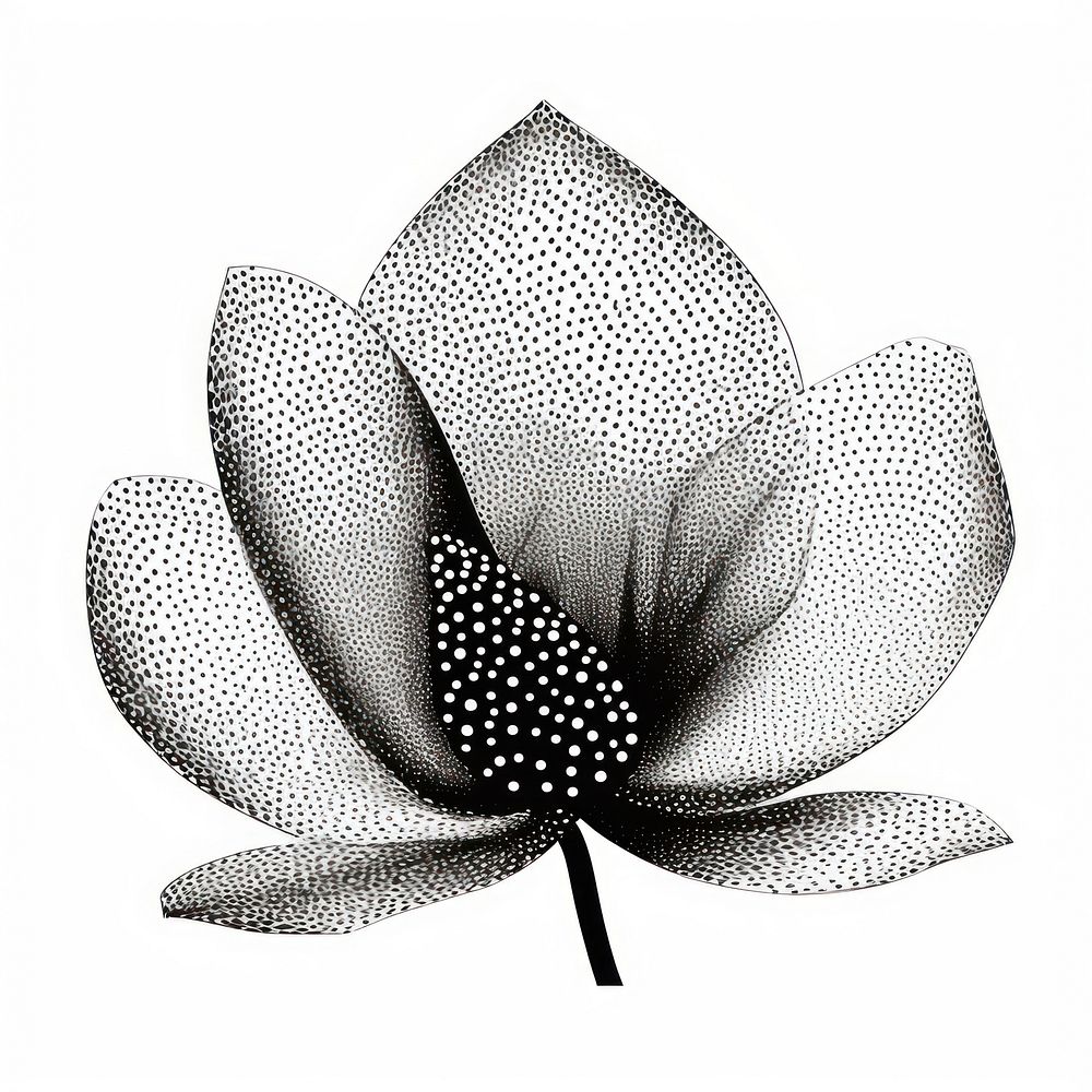 Magnolia flower sketch petal.