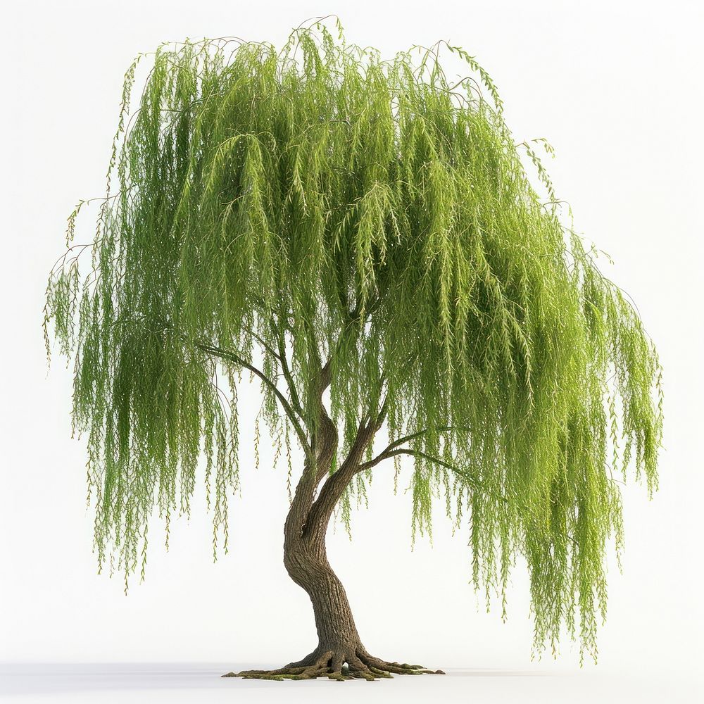 Willow tree plant tranquility outdoors.
