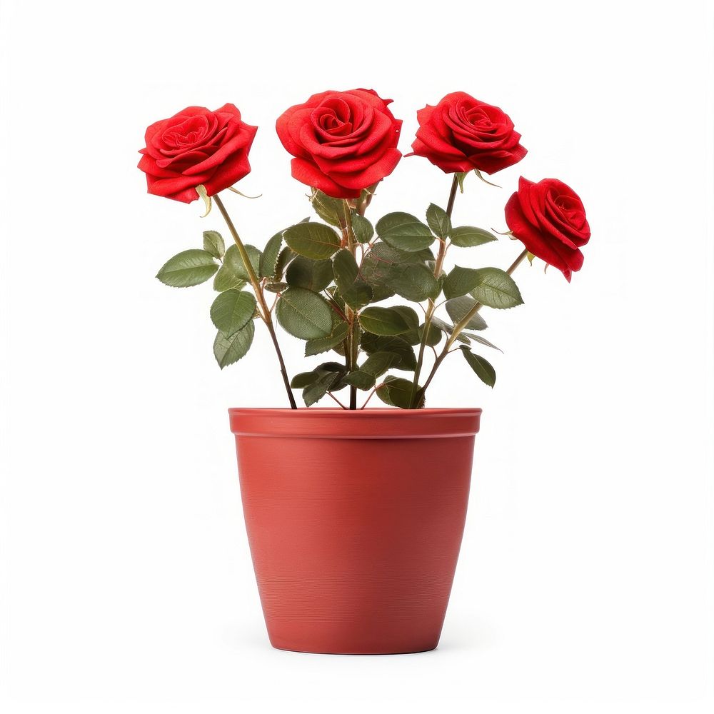 Red rose plant flower pot. AI generated Image by rawpixel.
