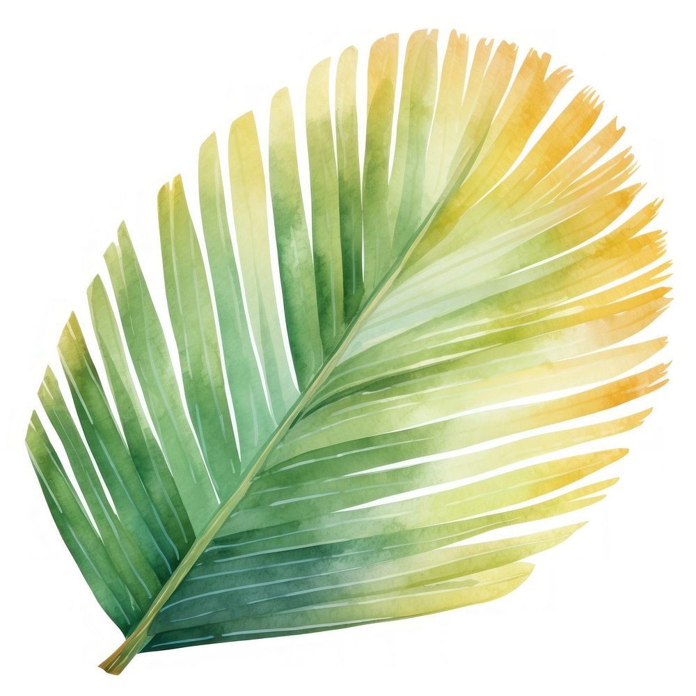 Palm leave plant leaf white background.