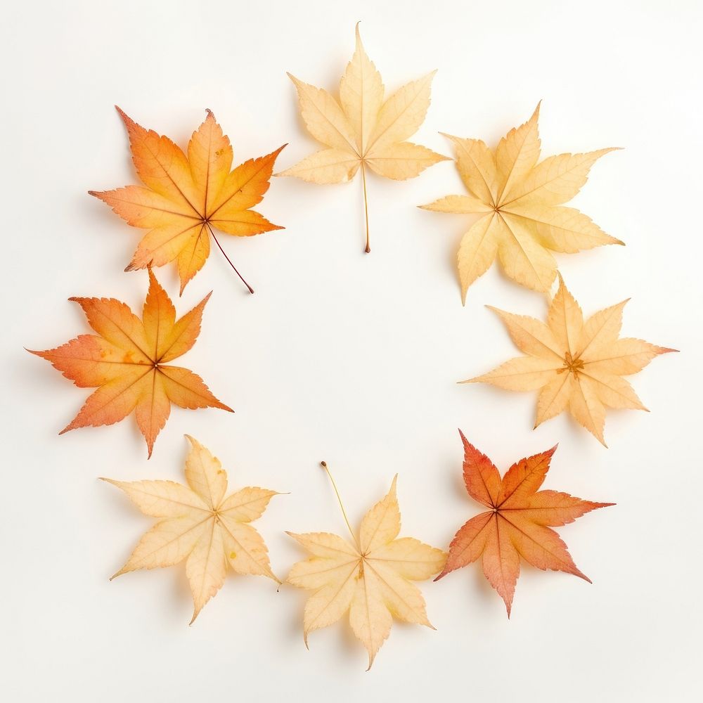 PNG Real pressed maple leaves circle plant shape. AI generated Image by rawpixel.