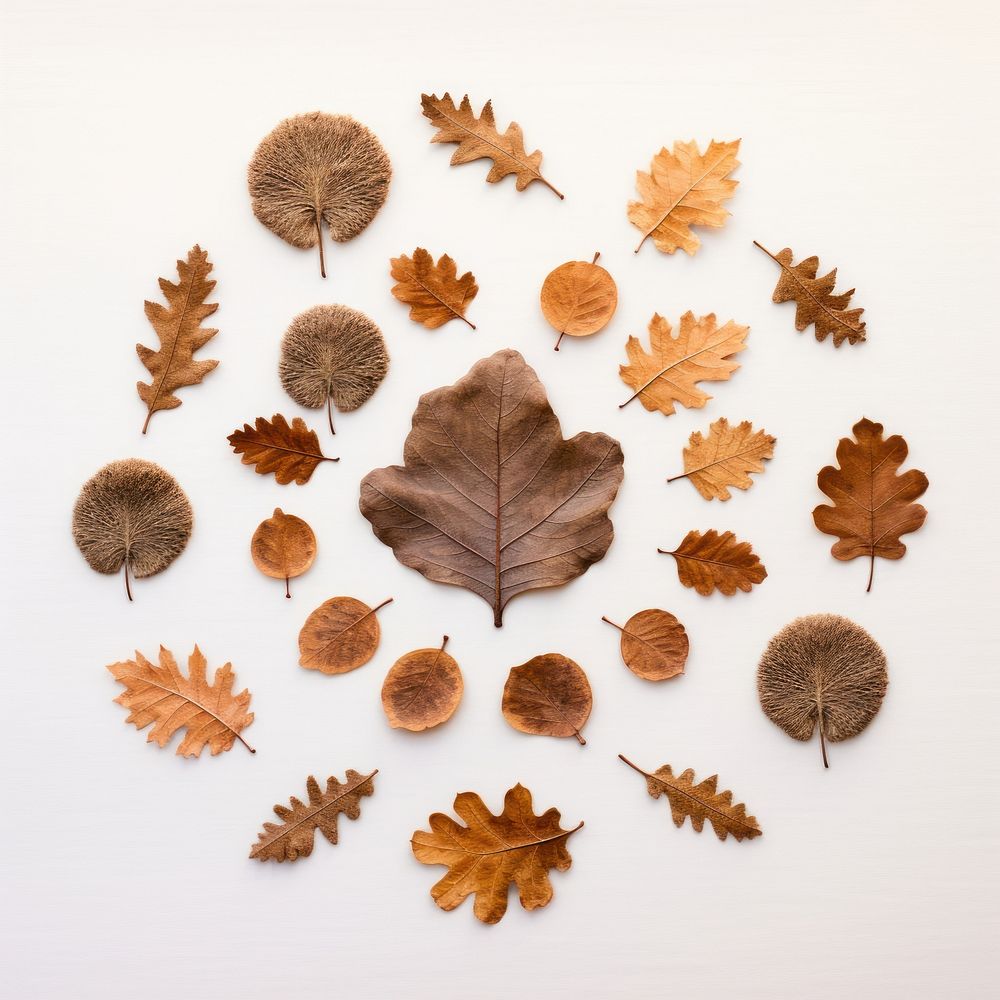 PNG Real pressed oak leaves circle plant shape. AI generated Image by rawpixel.
