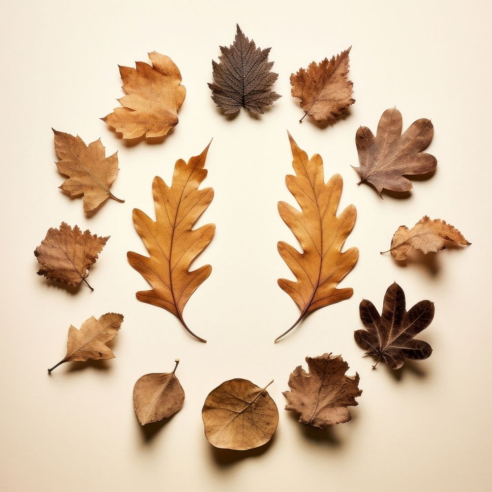 PNG Real pressed oak leaves plant shape leaf. AI generated Image by rawpixel.