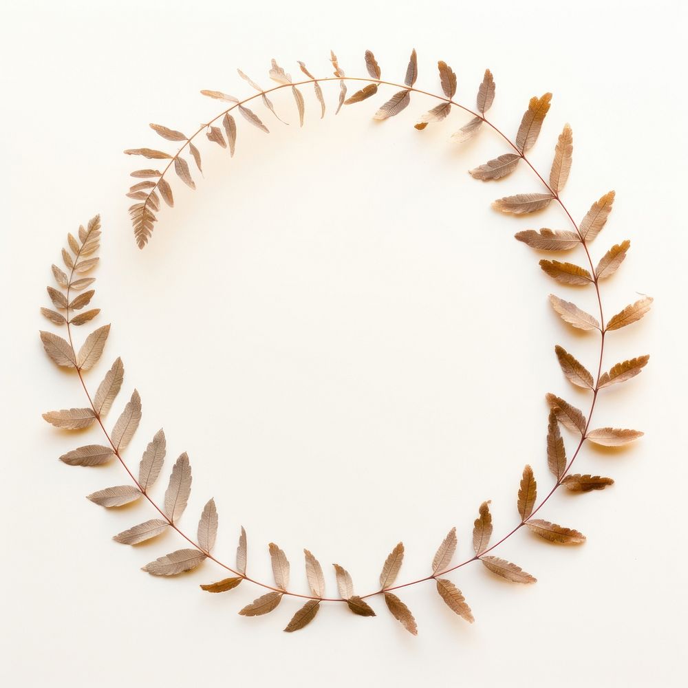 PNG Real pressed Acacia leaves circle shape plant. AI generated Image by rawpixel.