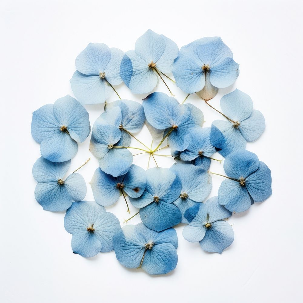 PNG Real pressed blue hydrangea flowers circle petal plant. AI generated Image by rawpixel.