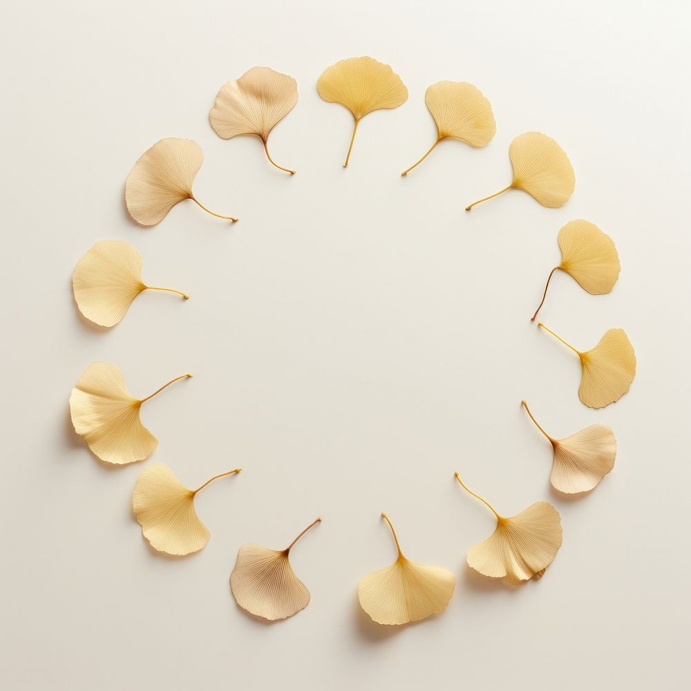 PNG Real pressed ginkgo circle flower shape. 