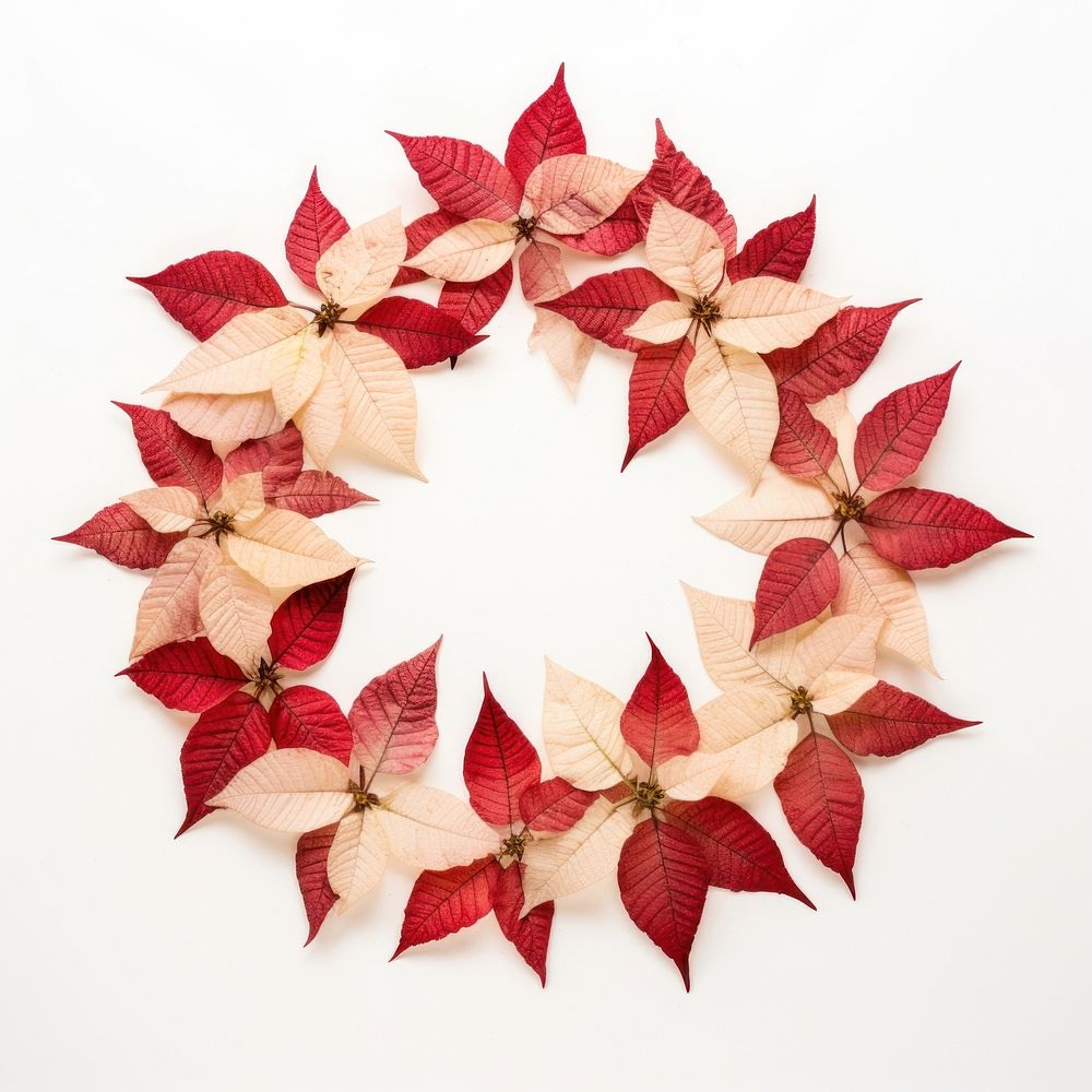 PNG Real pressed poinsettia flowers wreath circle shape. AI generated Image by rawpixel.