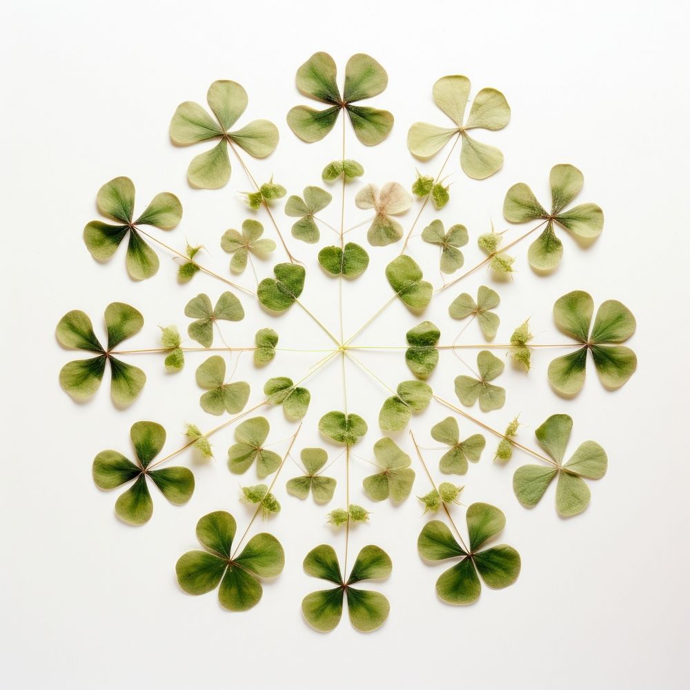 PNG Real pressed shamrock leaves circle flower shape. AI generated Image by rawpixel.