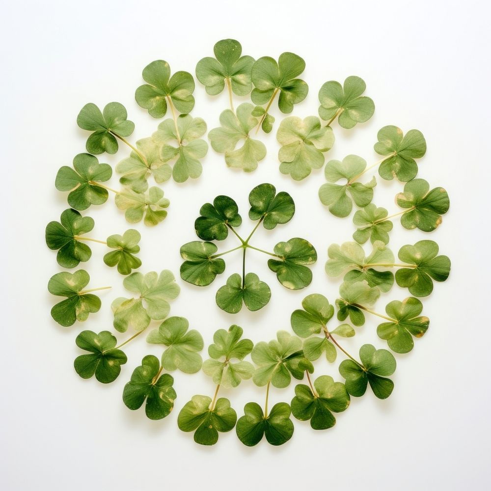 PNG Real pressed shamrock leaves herbs circle plant. AI generated Image by rawpixel.
