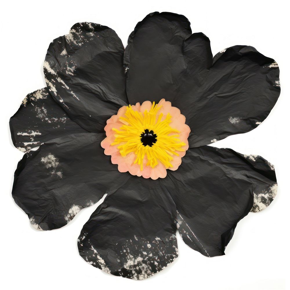 Flower black ripped paper petal plant white background.