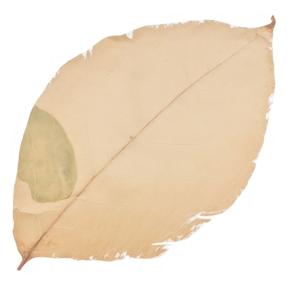 Leaf shape ripped paper white background textured yellow.