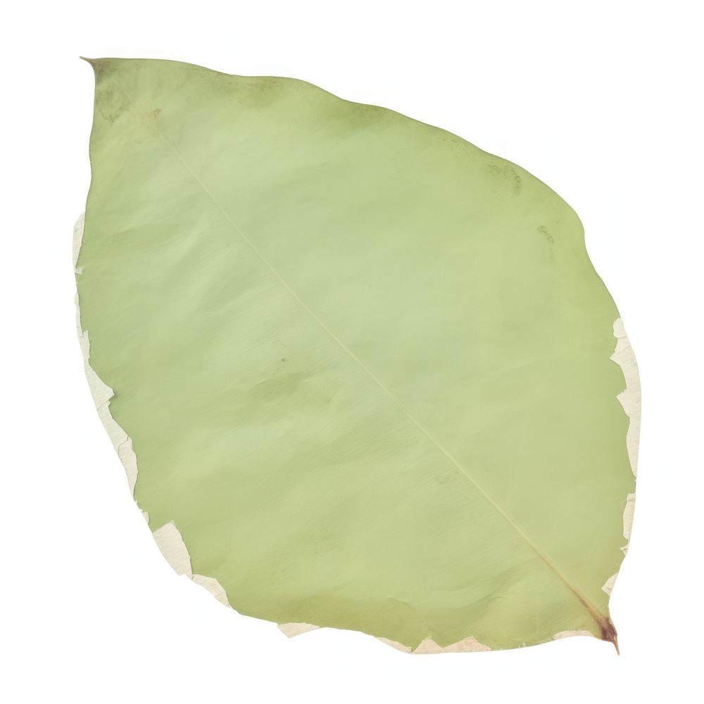 Leaf shape ripped paper plant green white background.