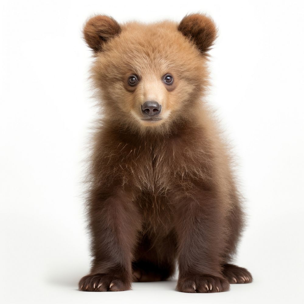 Baby brown bear wildlife mammal animal. AI generated Image by rawpixel.