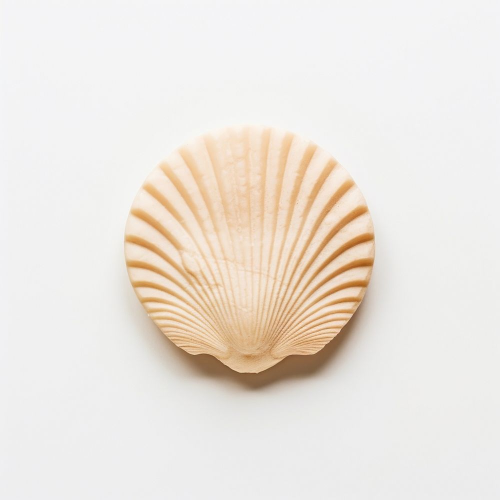 Seal Wax Stamp seashell clam white background invertebrate.