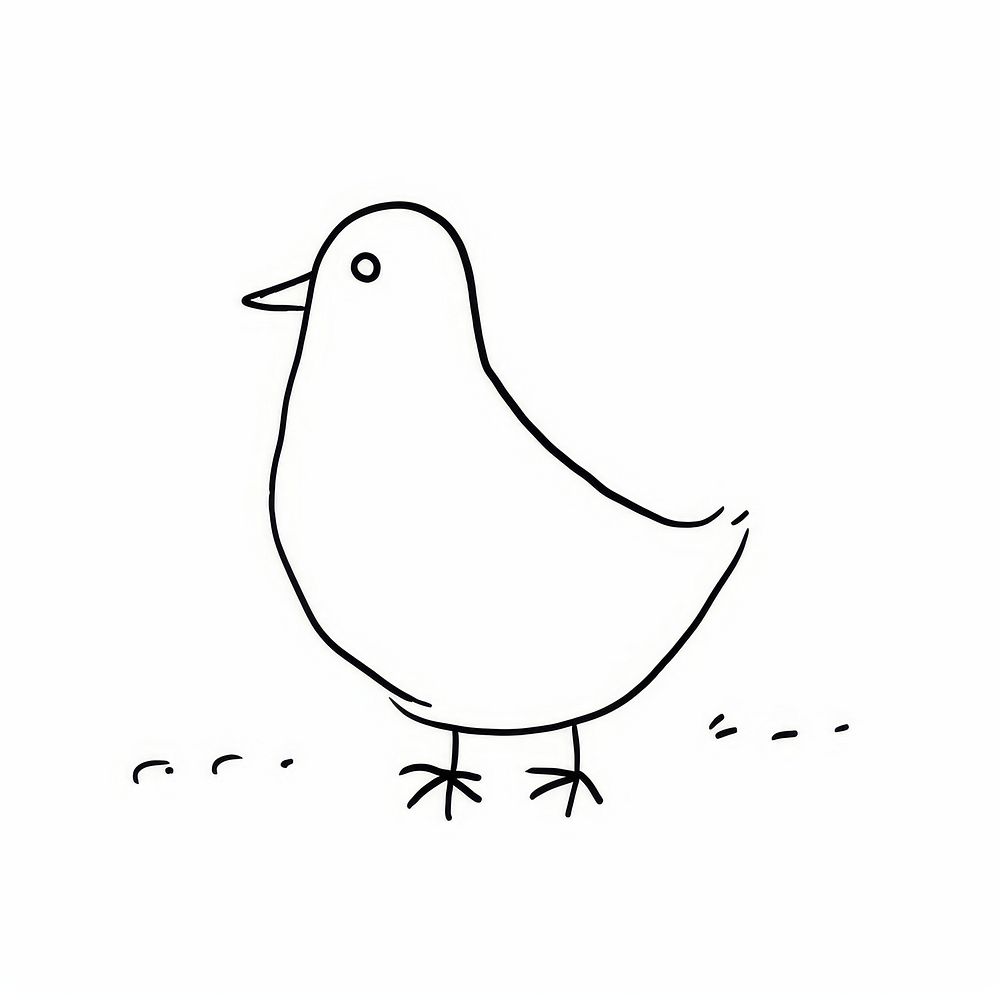 Pigeon sketch drawing animal.