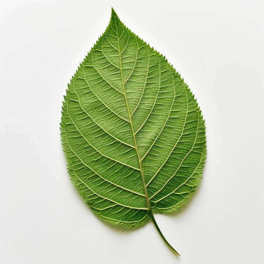 The leaf in embroidery style plant freshness pattern.