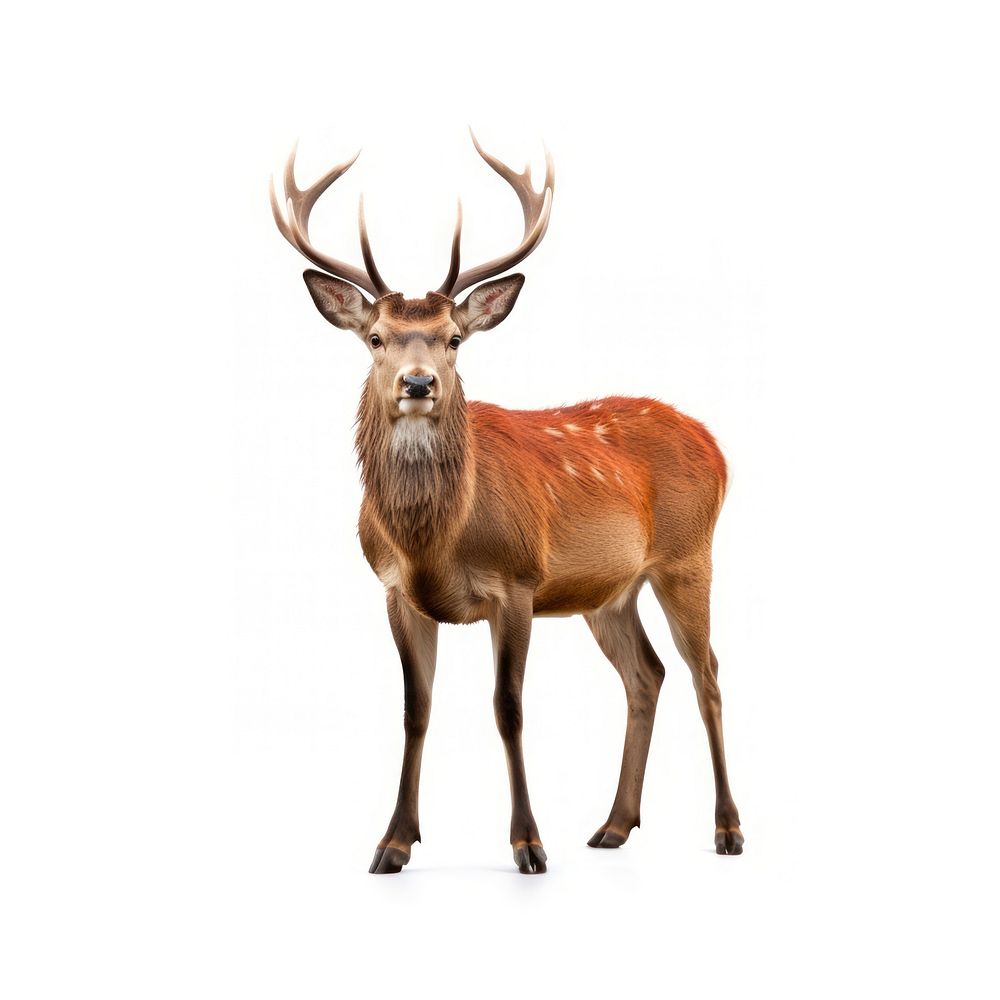 Red deer wildlife animal mammal. AI generated Image by rawpixel.