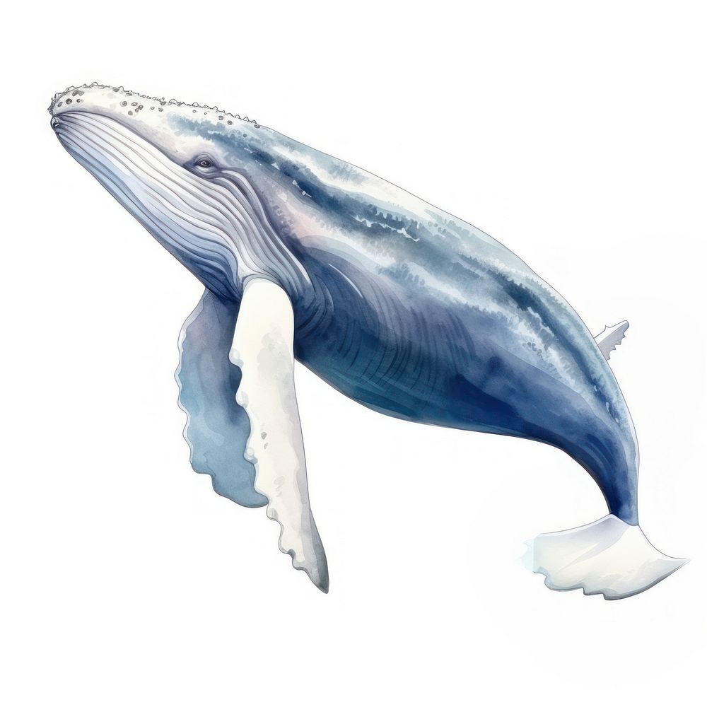 Humpback Whale whale animal mammal. AI generated Image by rawpixel.